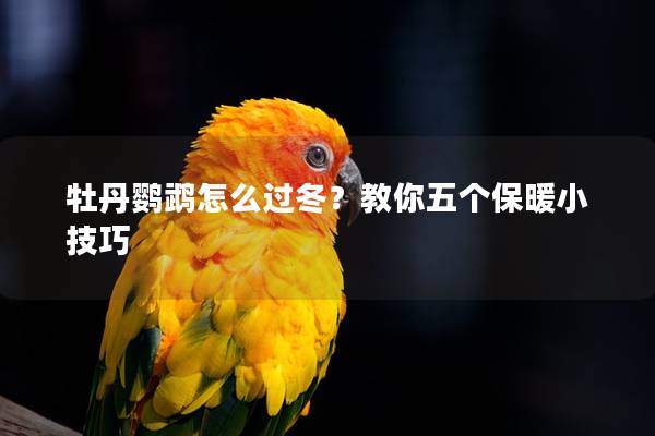 牡丹鹦鹉怎么过冬？教你五个保暖小技巧