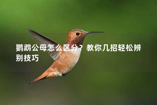 鹦鹉公母怎么区分？教你几招轻松辨别技巧