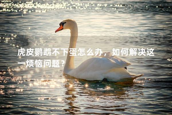 虎皮鹦鹉不下蛋怎么办，如何解决这一烦恼问题？