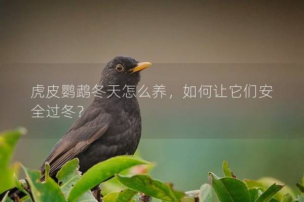 虎皮鹦鹉冬天怎么养，如何让它们安全过冬？