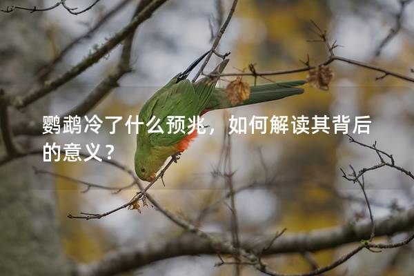 鹦鹉冷了什么预兆，如何解读其背后的意义？