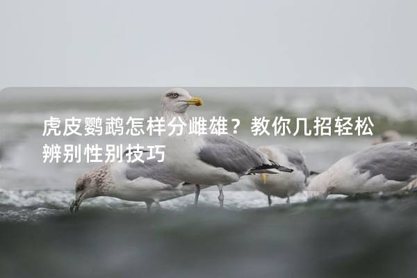 虎皮鹦鹉怎样分雌雄？教你几招轻松辨别性别技巧