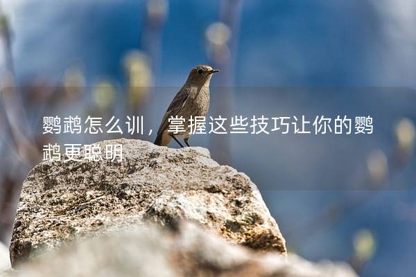 鹦鹉怎么训，掌握这些技巧让你的鹦鹉更聪明