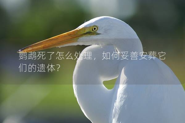 鹦鹉死了怎么处理，如何妥善安葬它们的遗体？
