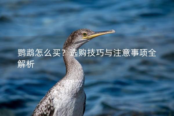鹦鹉怎么买？选购技巧与注意事项全解析