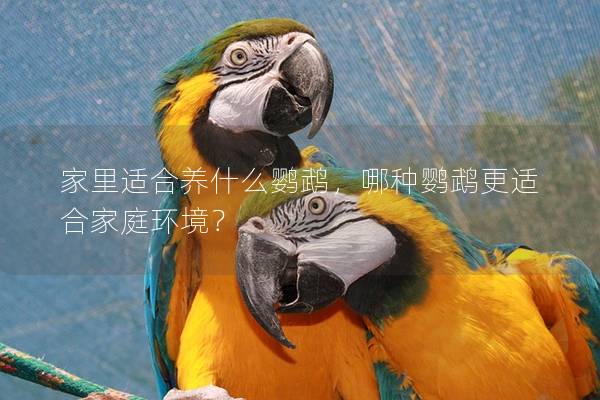 家里适合养什么鹦鹉，哪种鹦鹉更适合家庭环境？