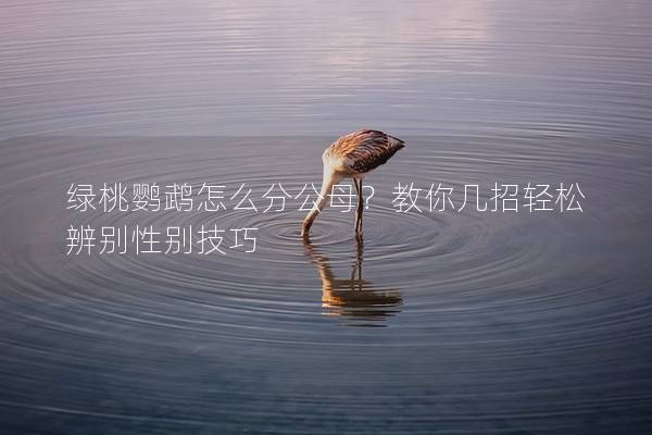 绿桃鹦鹉怎么分公母？教你几招轻松辨别性别技巧