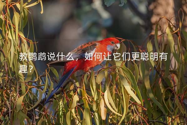 教鹦鹉说什么，如何让它们更聪明有趣？