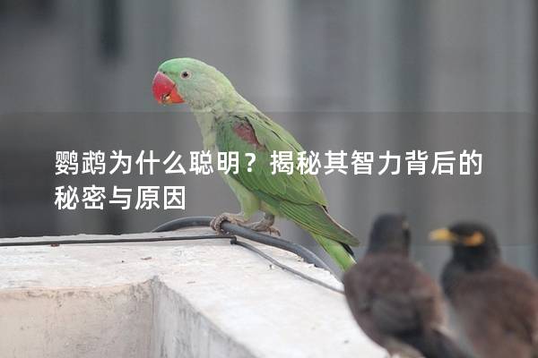 鹦鹉为什么聪明？揭秘其智力背后的秘密与原因