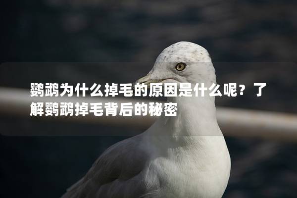 鹦鹉为什么掉毛的原因是什么呢？了解鹦鹉掉毛背后的秘密