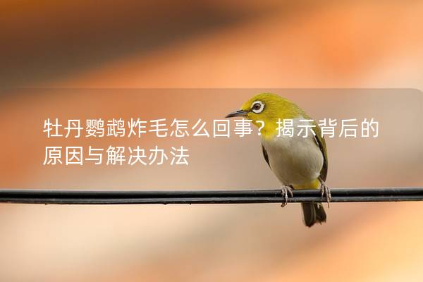 牡丹鹦鹉炸毛怎么回事？揭示背后的原因与解决办法