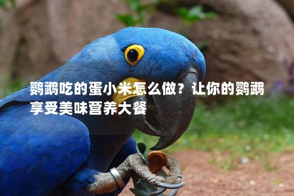 鹦鹉吃的蛋小米怎么做？让你的鹦鹉享受美味营养大餐