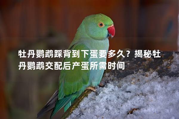 牡丹鹦鹉踩背到下蛋要多久？揭秘牡丹鹦鹉交配后产蛋所需时间