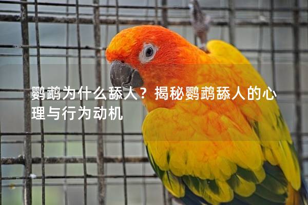鹦鹉为什么舔人？揭秘鹦鹉舔人的心理与行为动机