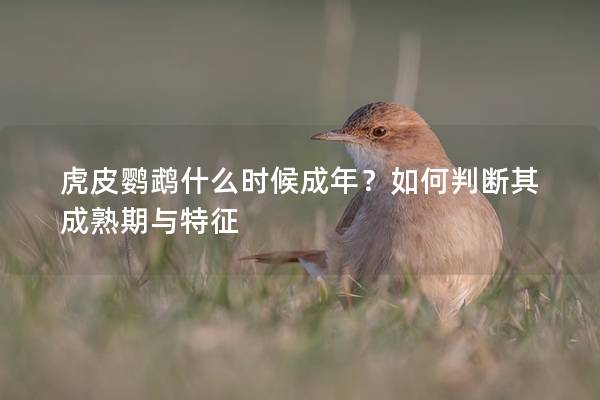 虎皮鹦鹉什么时候成年？如何判断其成熟期与特征