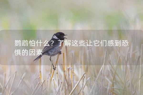 鹦鹉怕什么？了解这些让它们感到恐惧的因素