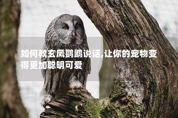 如何教玄凤鹦鹉说话,让你的宠物变得更加聪明可爱