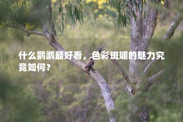 什么鹦鹉最好看，色彩斑斓的魅力究竟如何？