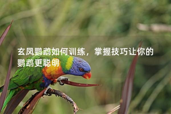 玄凤鹦鹉如何训练，掌握技巧让你的鹦鹉更聪明