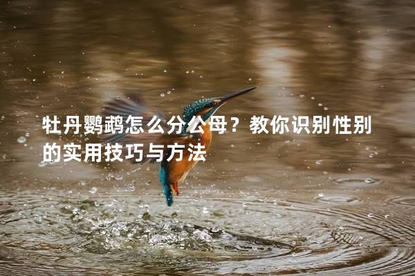 牡丹鹦鹉怎么分公母？教你识别性别的实用技巧与方法