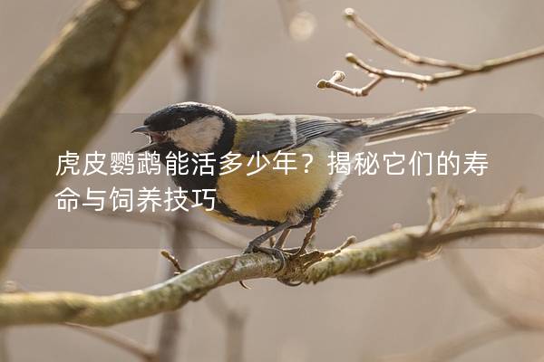 虎皮鹦鹉能活多少年？揭秘它们的寿命与饲养技巧