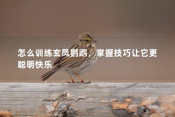 怎么训练玄凤鹦鹉，掌握技巧让它更聪明快乐
