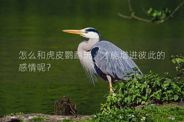 怎么和虎皮鹦鹉玩，才能增进彼此的感情呢？