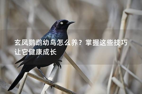 玄凤鹦鹉幼鸟怎么养？掌握这些技巧让它健康成长