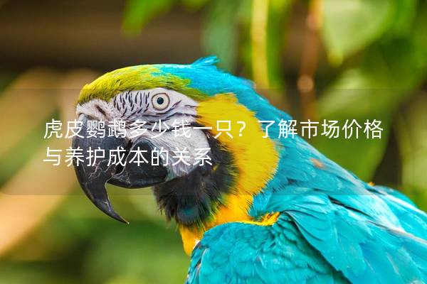 虎皮鹦鹉多少钱一只？了解市场价格与养护成本的关系