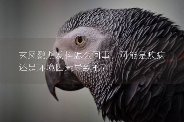 玄凤鹦鹉发抖怎么回事，可能是疾病还是环境因素导致的？