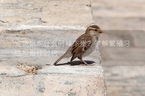 玄凤鹦鹉什么时候下蛋？了解繁殖习性与最佳时机