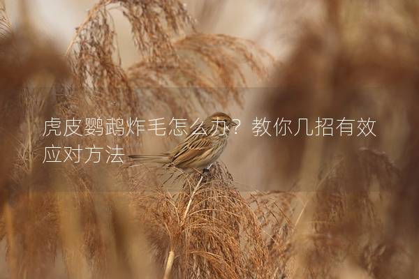 虎皮鹦鹉炸毛怎么办？教你几招有效应对方法