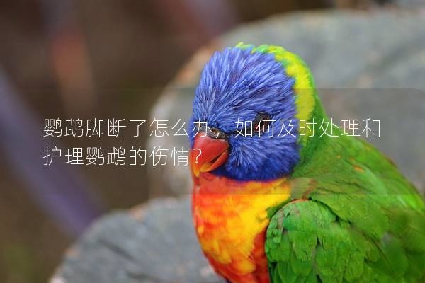 鹦鹉脚断了怎么办，如何及时处理和护理鹦鹉的伤情？
