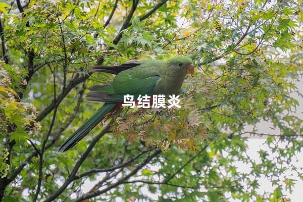鸟结膜炎