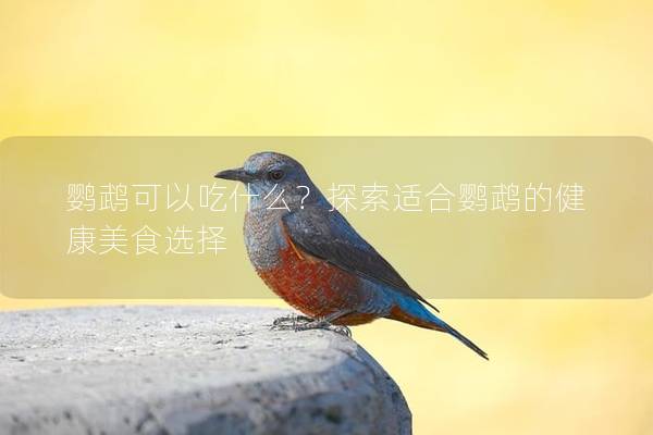 鹦鹉可以吃什么？探索适合鹦鹉的健康美食选择