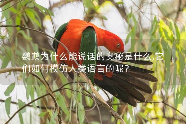 鹦鹉为什么能说话的奥秘是什么,它们如何模仿人类语言的呢？