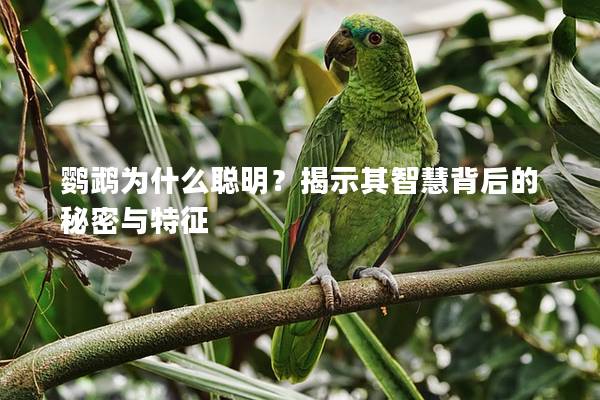 鹦鹉为什么聪明？揭示其智慧背后的秘密与特征