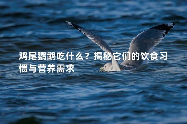 鸡尾鹦鹉吃什么？揭秘它们的饮食习惯与营养需求