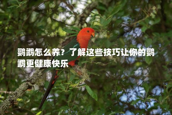 鹦鹉怎么养？了解这些技巧让你的鹦鹉更健康快乐