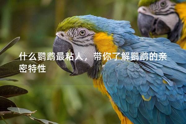 什么鹦鹉最粘人，带你了解鹦鹉的亲密特性