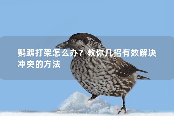 鹦鹉打架怎么办？教你几招有效解决冲突的方法