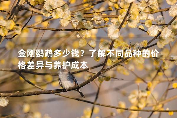金刚鹦鹉多少钱？了解不同品种的价格差异与养护成本