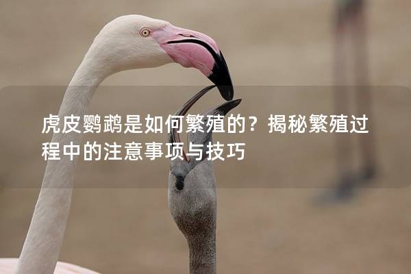 虎皮鹦鹉是如何繁殖的？揭秘繁殖过程中的注意事项与技巧