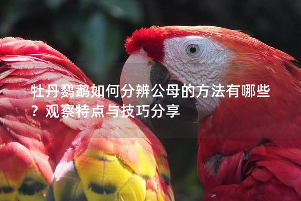牡丹鹦鹉如何分辨公母的方法有哪些？观察特点与技巧分享