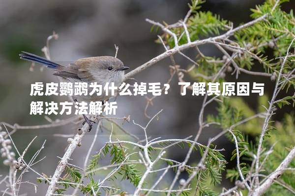 虎皮鹦鹉为什么掉毛？了解其原因与解决方法解析