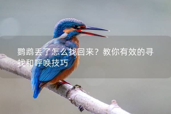 鹦鹉丢了怎么找回来？教你有效的寻找和呼唤技巧
