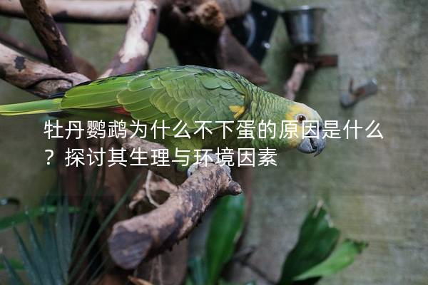 牡丹鹦鹉为什么不下蛋的原因是什么？探讨其生理与环境因素