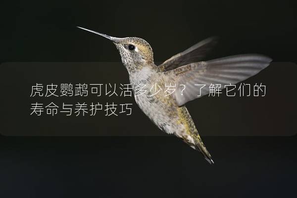 虎皮鹦鹉可以活多少岁？了解它们的寿命与养护技巧