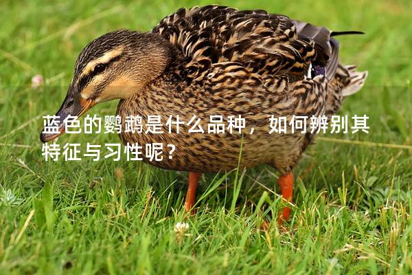 蓝色的鹦鹉是什么品种，如何辨别其特征与习性呢？
