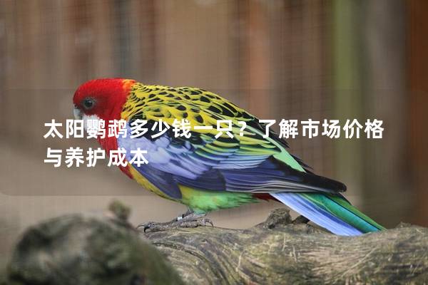 太阳鹦鹉多少钱一只？了解市场价格与养护成本